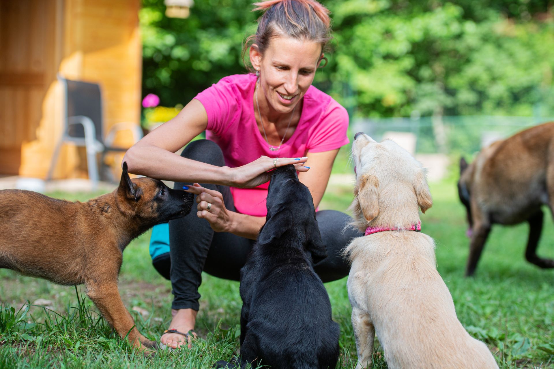 Pet Care Businesses