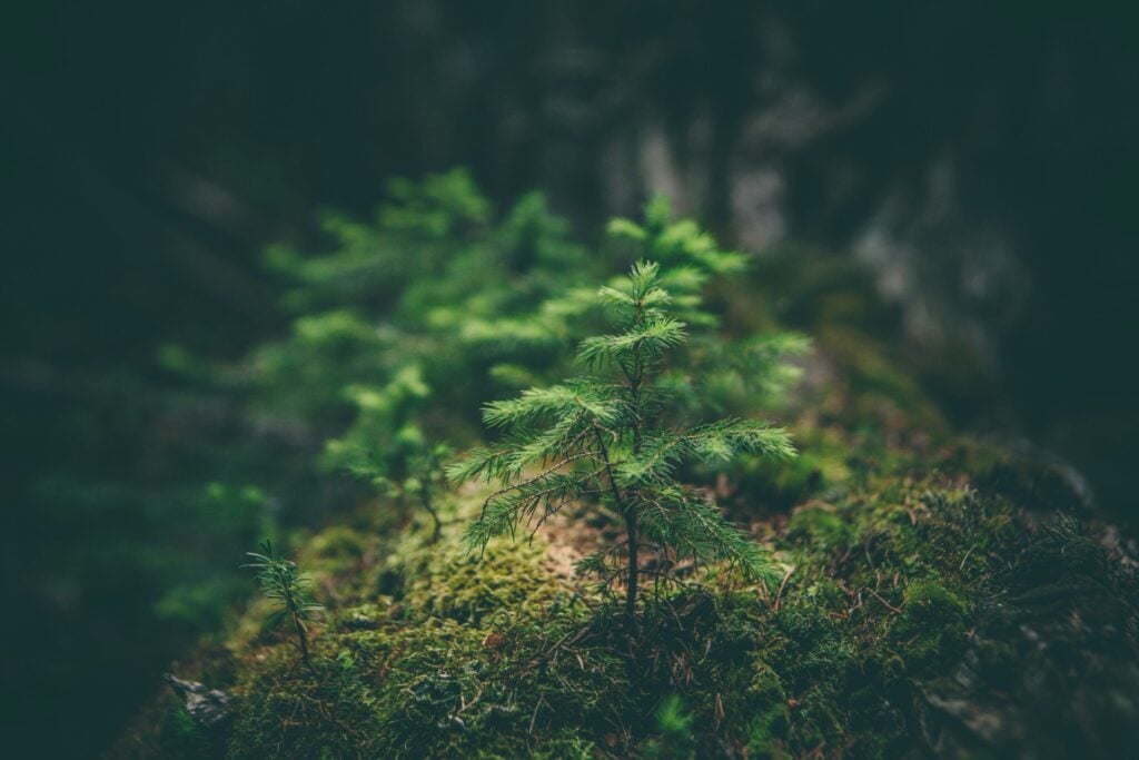 Nature